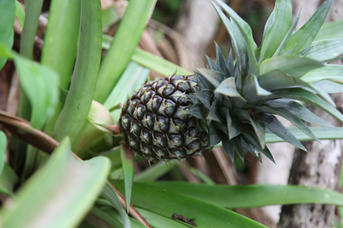 We found this growing pineapple on a separate hike. I was obsessed with pineapple.