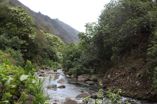The tiny stream is what carved out the Iao Valley. jpg
