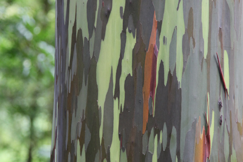 Rainbow Eucalyptus Tree. They looked like they were out of a Dr. Seuss book. 