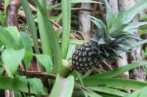 a random pineapple plant that I found on our hike. jpg