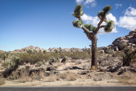 Joshua Tree National Park, California. Photo by Irvin Lin of Eat the Love. www.eatthelove.com