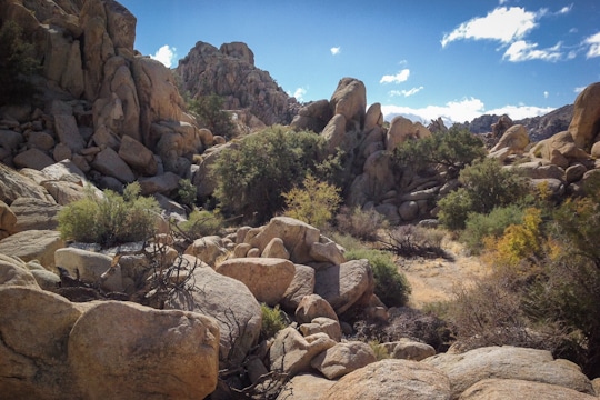 Joshua Tree National Park, California. Photo by Irvin Lin of Eat the Love. www.eatthelove.com