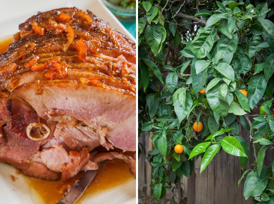 Blood Orange Marmalade Glazed Ham and the Backyard Blood Orange Tree for Easter Supper at the Nagami's. Photo by Irvin Lin of Eat the Love. www.eatthelove.com