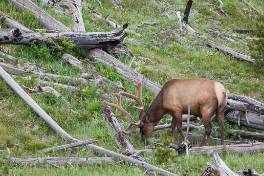 Elk at Yellowstone National Park. Photo by Irvin Lin of Eat the Love. www.eatthelove.com