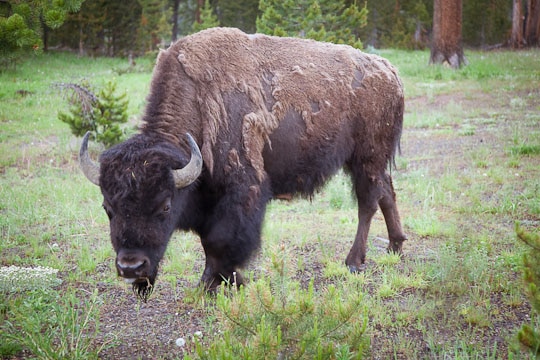 American Bison at Yellowstone National Park by Irvin Lin of Eat the Love. www.eatthelove.com