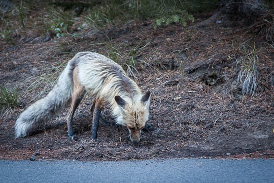 Coyote at Yellowstone National Park by Irvin Lin of Eat the Love. www.eatthelove.com