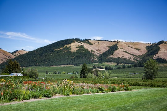 The hillside from the Gorge White House.