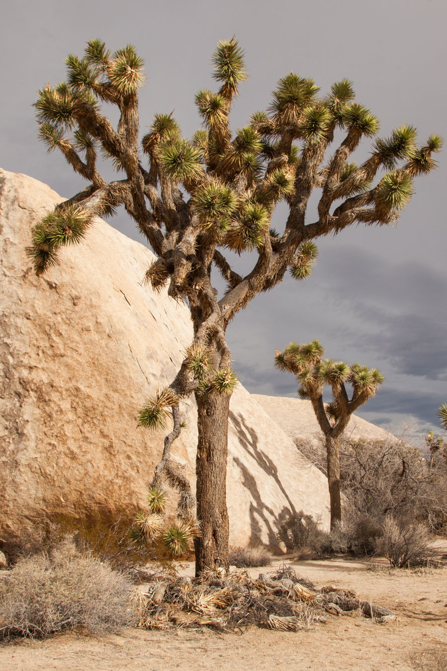 Joshua Tree National Park.