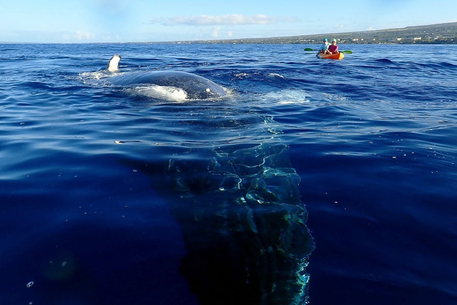 Not AJ! This happened on someone else's kayak trip but I had to share it because it's so awesome! (Photo courtesy of Maui Kayak Adventures)