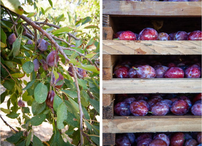 Improved French plum tree and plums on a wooden rack, ready to be dried into prunes.