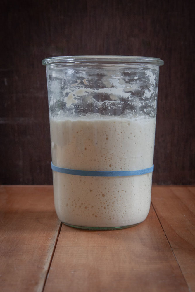 Sourdough starter that has doubled in size in a jar.