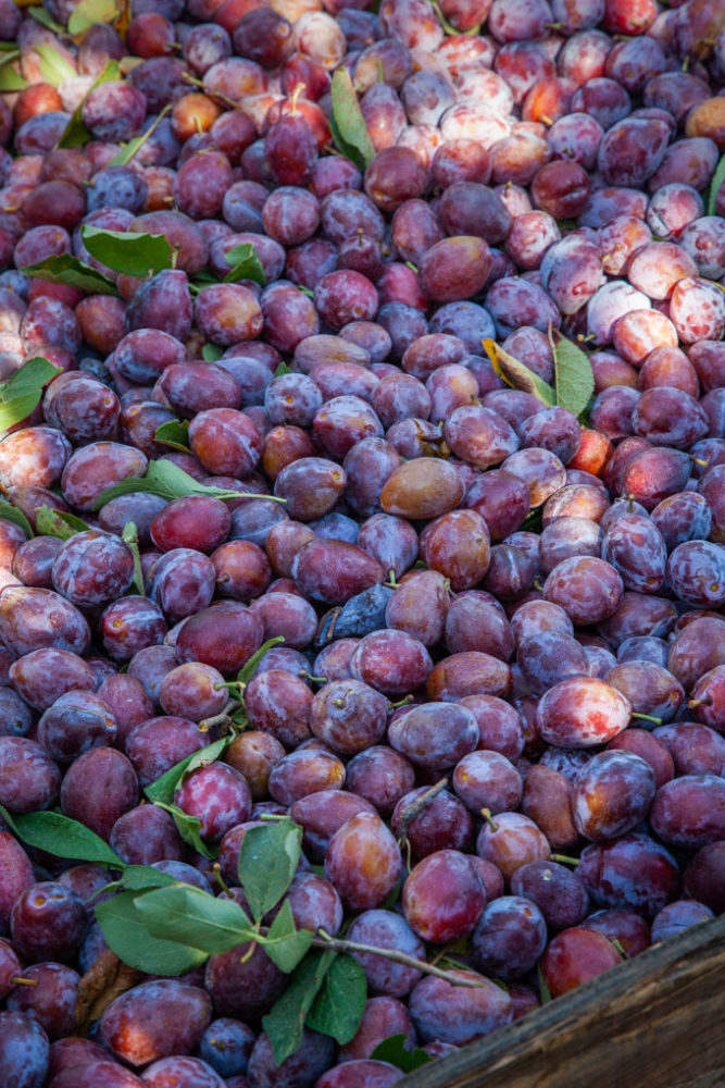 A box filled with Improved French Prunes harvested and ready to be dried into plums.