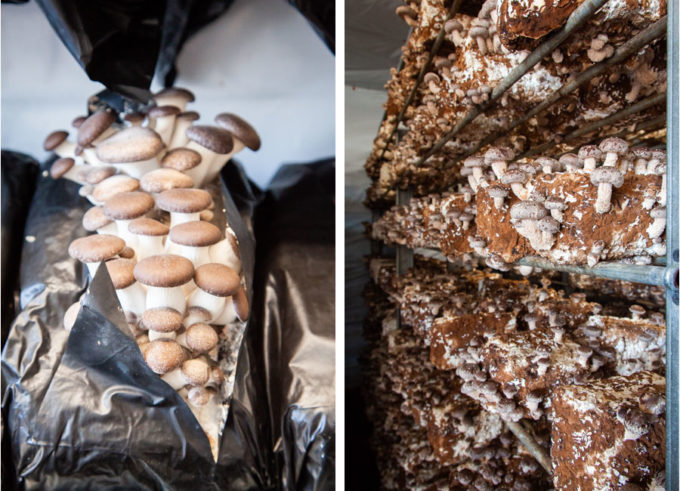 Left image is King Trumpet mushrooms growing out of a bag. Right image is rows of shiitake mushrooms growing on a mushroom farm.