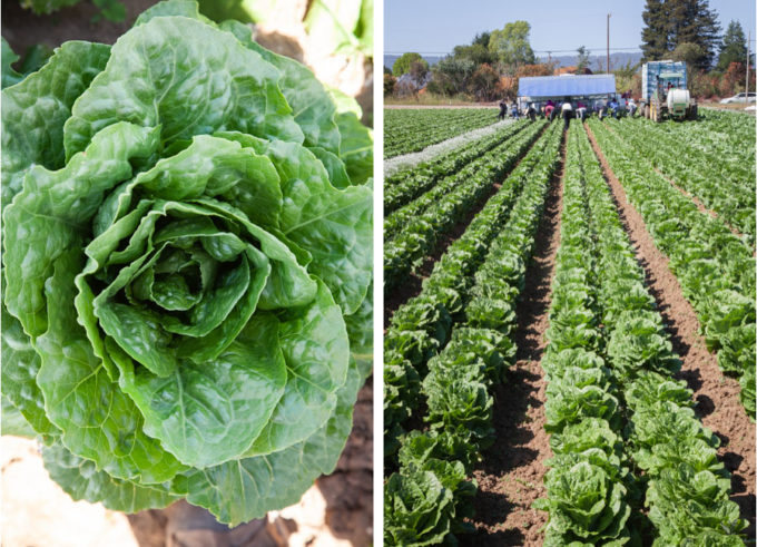 Left image is a close up shot of the top of Romaine lettuce. Right image is rows of Romaine lettuce at a farm, with workers harvesting in the background.