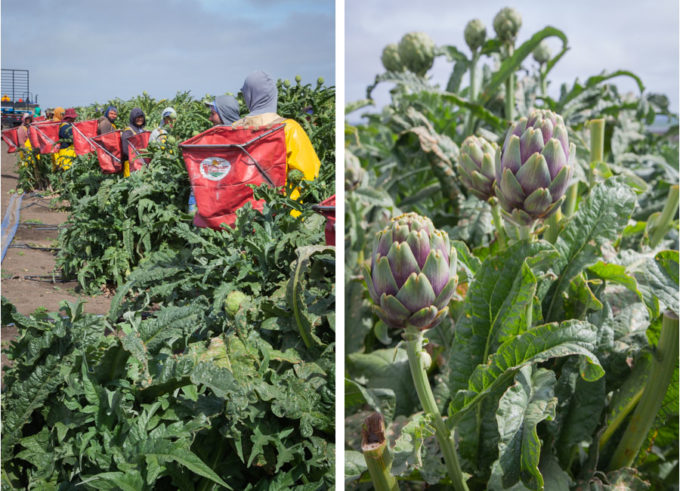 Left image is workers at the edge of an artichoke field ready to harvest. Right image is close up shots of purple artichokes growing in a field.