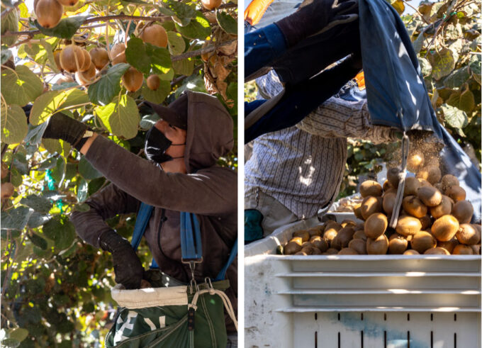 Left image is a farm worker harvesting kiwis. Right image is kiwis being dumped into a large bin.