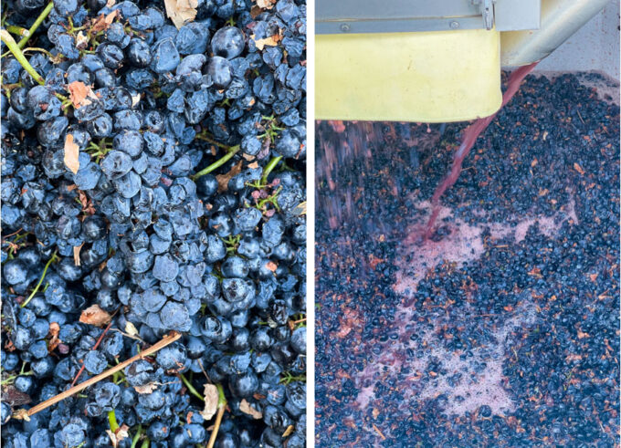 Left image is pile of wine grapes. Right image is a spout pouring out juice from the grapes into a giant bin of more grapes.