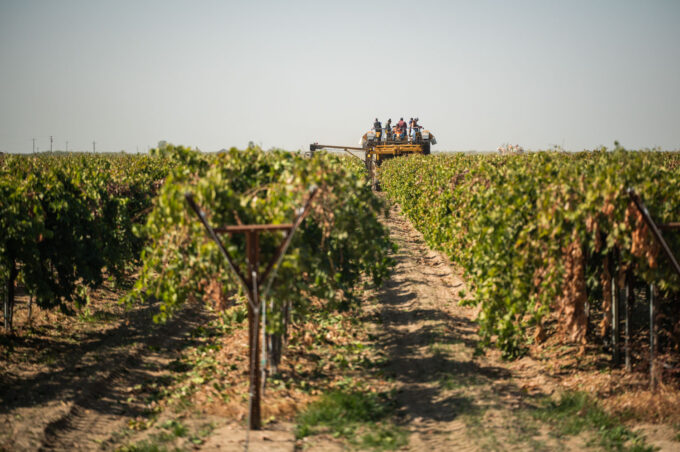 A raisin field, with a grape harvesting machine in the distance.