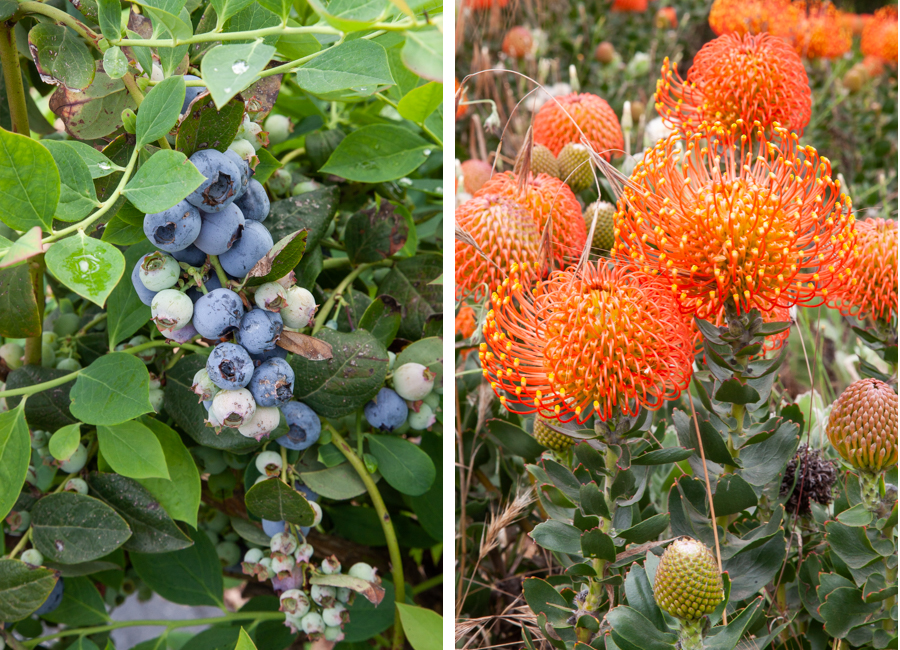 Left image is blueberries growing on a bush. Right image is orange protea flowers in a field. 