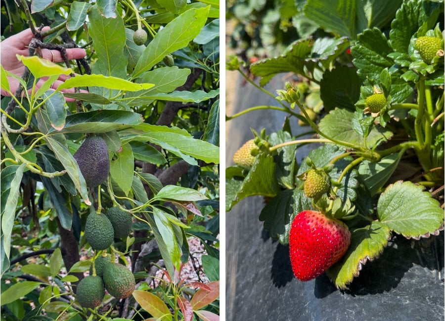 Left image is a hand showing medium sized avocados on a tree. Right image is a strawberry growing out of the ground.